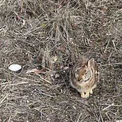 The Connecticut Audubon Society