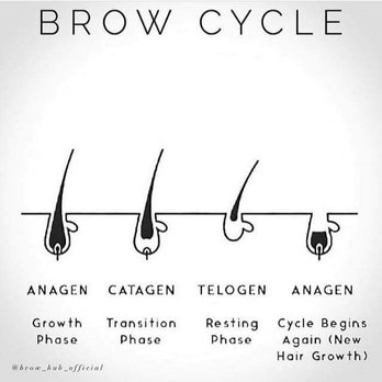 AboutWax Studio - Brow cycle - Eyelash Service Near Me - Woodbridge, Virginia