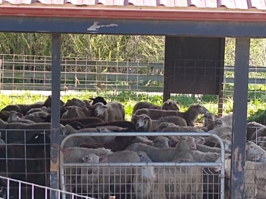 Toluma Farms & Tomales Farmstead Creamery by null