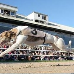 Coral Brighton & Hove Greyhound Stadium - From website