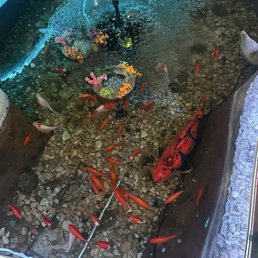 Koi pond Koi pond