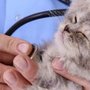 Photo of Family Pet Clinic