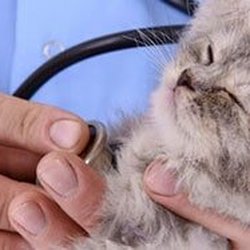 Family Pet Clinic