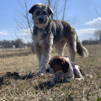Woof Logic - Happy dogs at Woof Logic - Dog Walkers Near Me - Longmont, Colorado Woof Logic - Happy dogs at Woof Logic - Dog Walkers Near Me - Longmont, Colorado