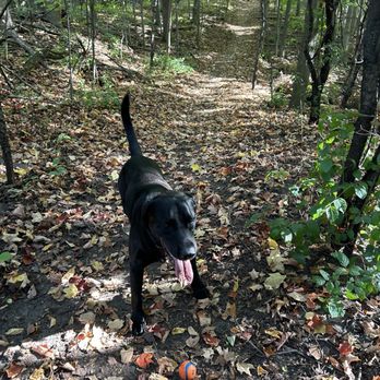 Harmony Valley Dog Park - A pretty forest trail - Dog Parks Near Me - Oshawa, Ontario Harmony Valley Dog Park - A pretty forest trail - Dog Parks Near Me - Oshawa, Ontario