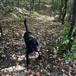 Harmony Valley Dog Park - A pretty forest trail