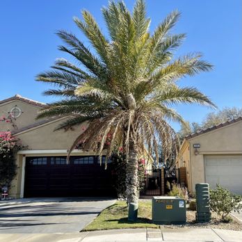 Custom Concepts Tree - Before!!!! - Tree Services Near Me Custom Concepts Tree - Before!!!! - Tree Services Near Me