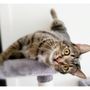 Photo of Fuzzy Britches Pet Care