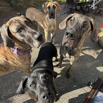Twin Pines Animal Hospital - clockwise from bottom, Hera, Tinkerbell, and our new 8 month old Great Dane puppies Tally and Little Rock. - Veterinarians Near Me - Bothell, Washington Twin Pines Animal Hospital - clockwise from bottom, Hera, Tinkerbell, and our new 8 month old Great Dane puppies Tally and Little Rock. - Veterinarians Near Me - Bothell, Washington
