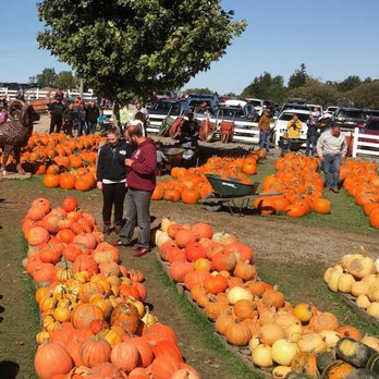 Tim's Pumpkin Patch - Pumpkin Patches Near Me - Marietta, New York Tim's Pumpkin Patch - Pumpkin Patches Near Me - Marietta, New York