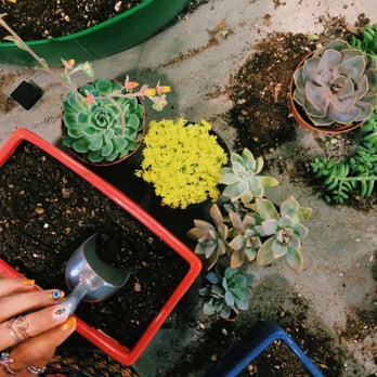 Potted - building our succulent creations - Home Decor Near Me - Los Angeles, California Potted - building our succulent creations - Home Decor Near Me - Los Angeles, California