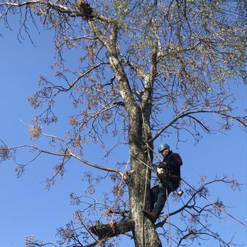 Tree Tx Services - Tree Services Near Me Tree Tx Services - Tree Services Near Me