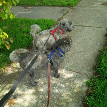 Your Pet Staff - Pet Sitting Near Me Your Pet Staff - Pet Sitting Near Me