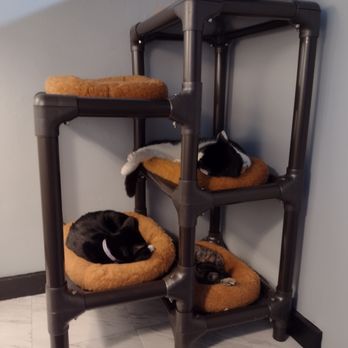 Tail Town - Resting cats - please do not disturb! - Pet Adoption Near Me - Pasadena, California Tail Town - Resting cats - please do not disturb! - Pet Adoption Near Me - Pasadena, California