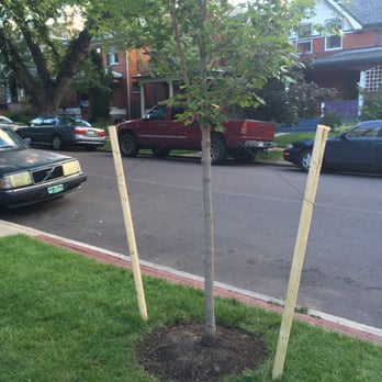 Gregorio Arevalo Landscaping - New maple with brick walkway - Landscaping Near Me Gregorio Arevalo Landscaping - New maple with brick walkway - Landscaping Near Me