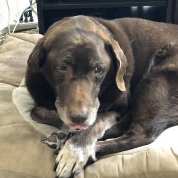 Ruff Life Dog Bones - Pet Services Near Me Ruff Life Dog Bones - Pet Services Near Me
