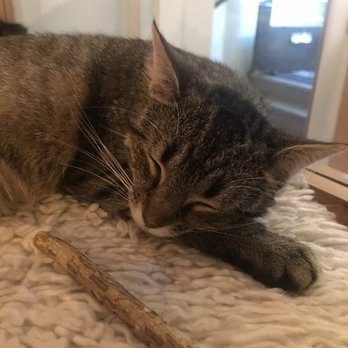 NEKO: A Cat Cafe - Themed Cafes Near Me - Seattle, Washington NEKO: A Cat Cafe - Themed Cafes Near Me - Seattle, Washington