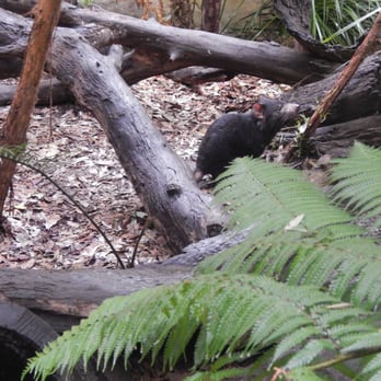 Sydney Wildlife World - Zoos Near Me - Darling Harbour, NSW