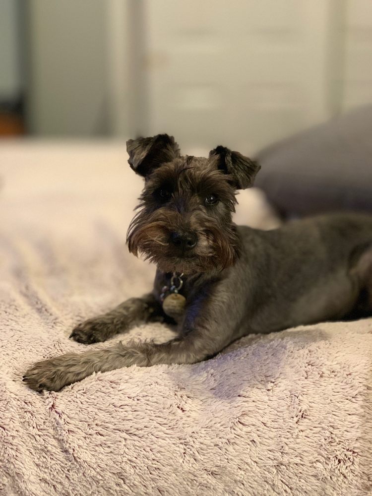 MARTIN’S DOUBLE E KENNEL Updated 2024 16 Photos 194 Paw Print Ln, Millmont, Pennsylvania