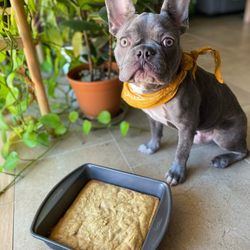 Woofer Dynasty Academy - Huxley waiting for his cake!