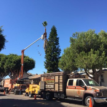Bowline Tree Service - Tree Services Near Me