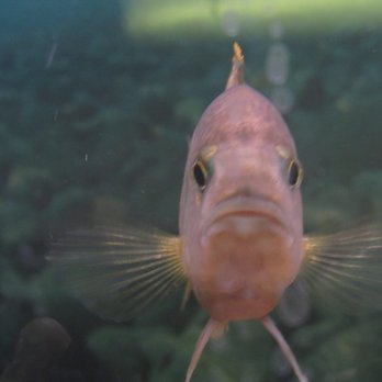 Seascape Aquatics - Pet Stores Near Me - Colorado Springs, Colorado