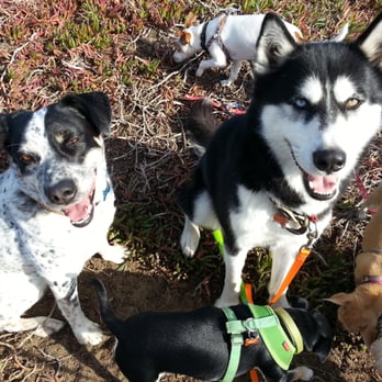Woodall Walks - Dog Walkers Near Me Woodall Walks - Dog Walkers Near Me