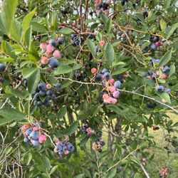 Veritas Farm & Garden - Blueberries