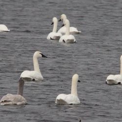 Mackay Island National Wildlife Refuge