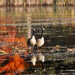 Springvale Campground - Wildlife