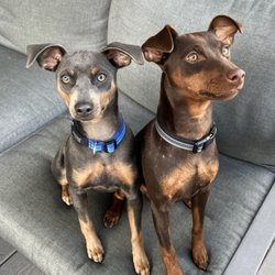 Knisely's MinPins - Maverick and Iceman looking handsome