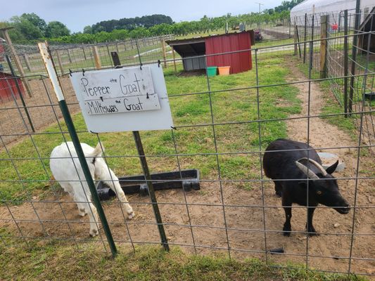Mount Pleasant Farms by null