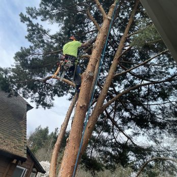 Monkeyman's Tree Service - First branches being cut - Tree Services Near Me - Lake Oswego, Oregon Monkeyman's Tree Service - First branches being cut - Tree Services Near Me - Lake Oswego, Oregon