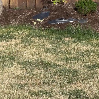 Backyard Blitz - a dog playing with a frisbee - Landscaping Near Me - Longview, Washington Backyard Blitz - a dog playing with a frisbee - Landscaping Near Me - Longview, Washington