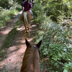 Pisgah Forest Riding Stables