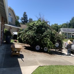 Just some of the mess they hauled out of my yard! Just some of the mess they hauled out of my yard!