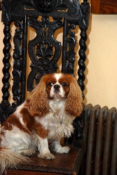 Pippin Vintage Jewelry by null