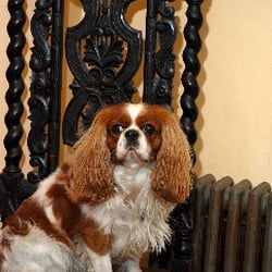Pippin Vintage Jewelry - This is Pippin.