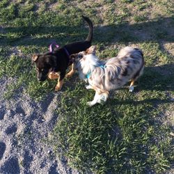 Percy Priest Dam Dog Park - Ig: Xena_the_Warrior_Puppy making friends