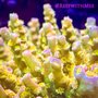 Photo of Amazing Aquariums & Reefs