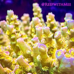 Amazing Aquariums & Reefs - Walt Disney Acro Colony