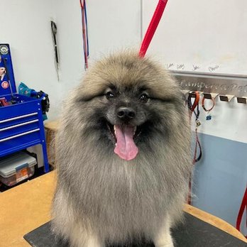 Pampered Pets Salon & Spa - Pet Groomers Near Me - Bettendorf, Iowa Pampered Pets Salon & Spa - Pet Groomers Near Me - Bettendorf, Iowa