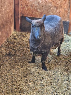 Blossom Peak Ranch by null