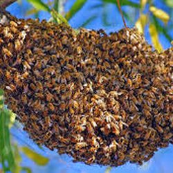 Bird and Bee Hawaii