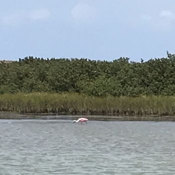 Fins To Feathers - Tours Near Me - Port Isabel, Texas