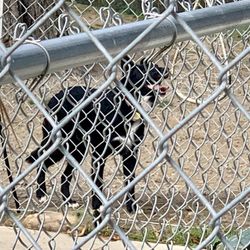 Eureka Dog Park - Aggressive dog that attacked my dog on 1/14/19