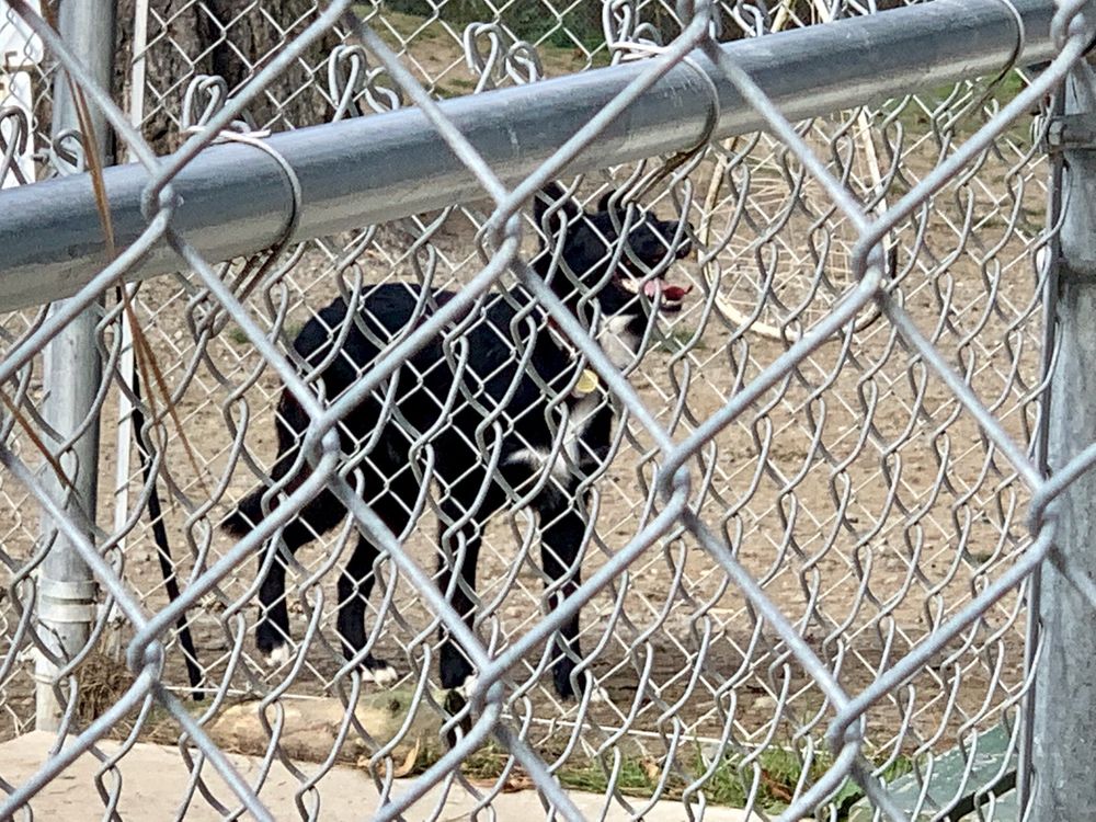 EUREKA DOG PARK 34 Photos & 20 Reviews 2020 Watson Dr, Eureka, CA