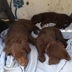 Valley Crest Kennel - Four puppies from a Spring 2014 litter