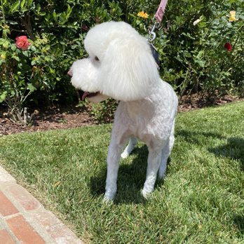 Pro Clipping - Pet Groomers Near Me