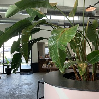 Tenfold Coffee - Fun plants indoors - Coffee & Tea Near Me - Houston, Texas Tenfold Coffee - Fun plants indoors - Coffee & Tea Near Me - Houston, Texas